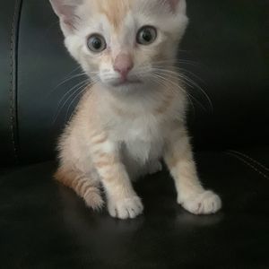 Meet your Posher, Kevin